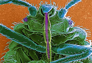 欢迎来到冷硬的动物世界！《黑猫侦探：深入本质》中文版现已推出